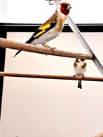 Major putters, Dieren en Toebehoren