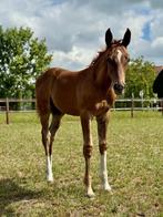 Hengstenveulen, Dieren en Toebehoren, Springpaard, Gechipt, 0 tot 2 jaar, Hengst