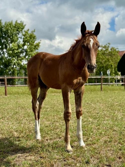 Chique Hengstenveulen, Dieren en Toebehoren, Paarden, Hengst, Onbeleerd, 0 tot 2 jaar, Springpaard, Met stamboom, Gechipt, Ontwormd