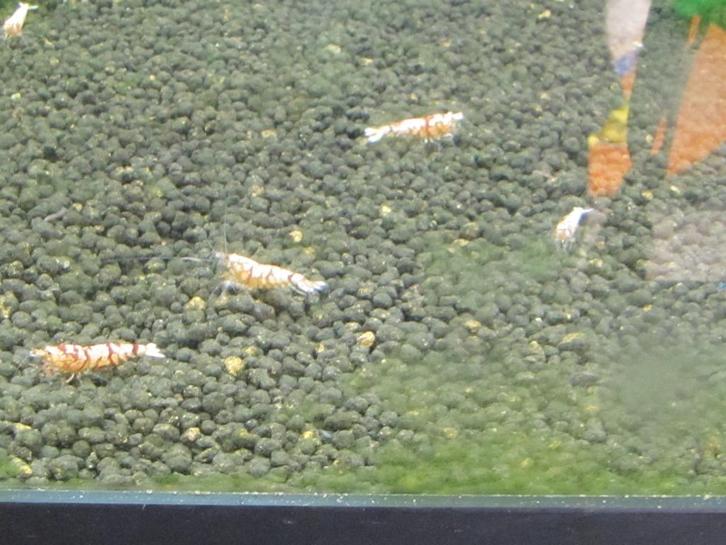 Red fancy tiger garnalen - low/mid grade, Dieren en Toebehoren, Vissen | Aquariumvissen, Zoetwatervis, Kreeft, Krab of Garnaal