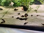 Corydoras black schultzeis ( gereserveerd)
