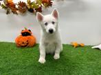 Witte Siberische Husky pups