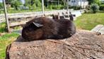 Cavia's, Dieren en Toebehoren, Knaagdieren, Cavia
