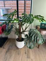 Monstera huiskamerplant, Huis en Inrichting, Kamerplanten, Ophalen, 100 tot 150 cm