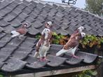 Sierduiven 2025, Dieren en Toebehoren, Vogels | Duiven