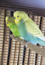3 Koppels grasparkieten, Dieren en Toebehoren, Vogels | Parkieten en Papegaaien, Meerdere dieren, Parkiet, Geringd