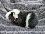 Us-Teddy cavia, Animaux & Accessoires, Rongeurs
