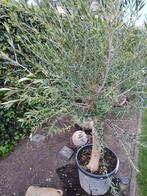 olijfboom, Tuin en Terras, Planten | Bomen, Ophalen of Verzenden, Olijfboom