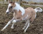 GEZOCHT, Dieren en Toebehoren, Paarden, Niet van toepassing, Gechipt, 3 tot 6 jaar, Meerdere dieren