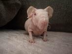 Skinny cavia wit /roodoog, Dieren en Toebehoren, Knaagdieren, Cavia, Augustus, Mannelijk, Tam