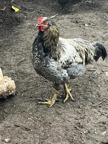 2 mooie hanen beschikbaar voor biedingen