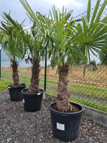 Palmboom Trachycarpus Fortunei - winterharde palmbomen 