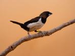 Javabronzeman - lonchura leucogastroides, Plusieurs animaux, Oiseau tropical, Bagué
