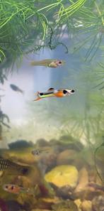 Guppies Endler pour hommes et femmes, Animaux & Accessoires, Poissons | Poissons d'aquarium, Poisson, Poisson d'eau douce