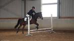 New Forest pony ruin, Minder dan 160 cm, Gechipt, Ruin, Zadelmak