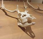 Damherten schedel., Verzamelen, Dierenverzamelingen, Ophalen, Nieuw, Hert, Schedel