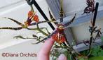 Geurende Orchidee Brascidostele Gilded Tower 'Mystic Maze', Ophalen of Verzenden