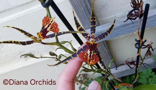 Geurende Orchidee Brascidostele Gilded Tower 'Mystic Maze', Huis en Inrichting, Kamerplanten, Ophalen of Verzenden