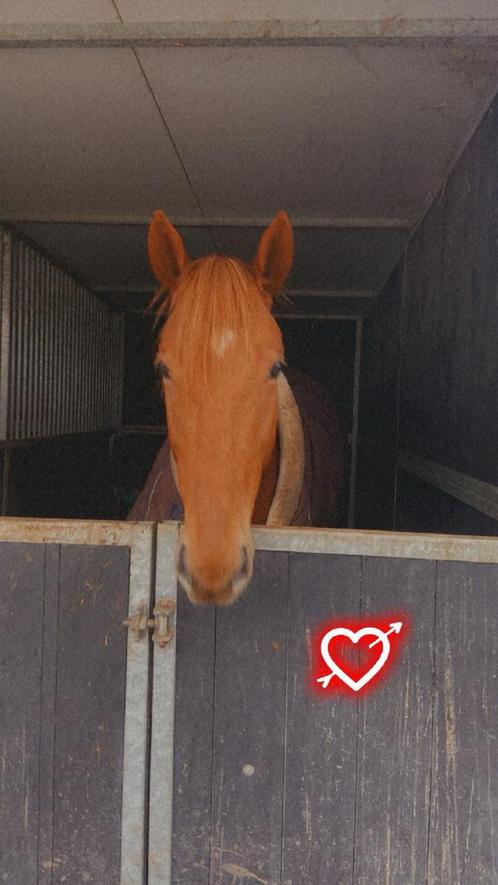 Knappe merrie, Dieren en Toebehoren, Paarden, Merrie, Niet van toepassing, 160 tot 165 cm, 7 tot 10 jaar, Recreatiepaard, Met stamboom