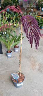 Albizia Julibrissin Summer Chocolate, Tuin en Terras, Ophalen