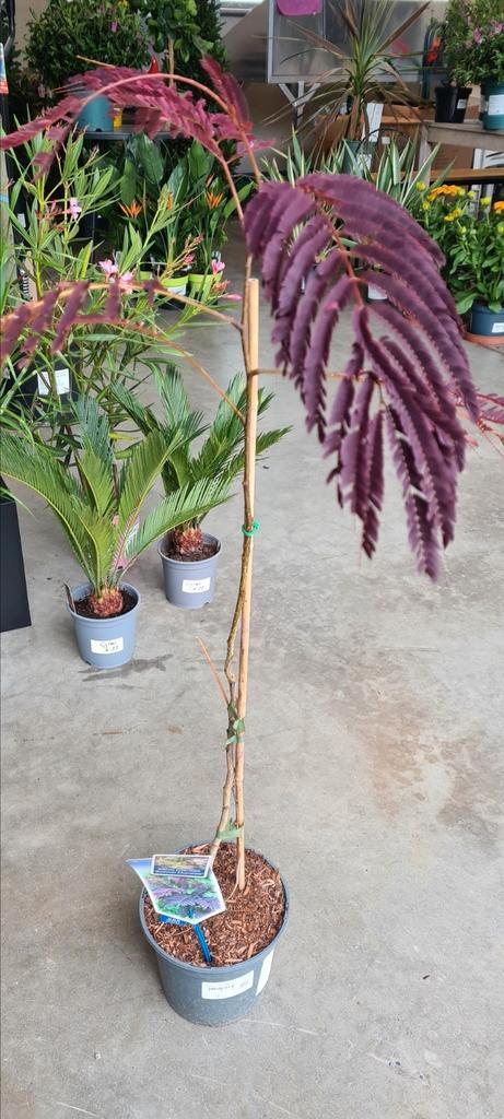 Albizia Julibrissin Summer Chocolate, Tuin en Terras, Planten | Bomen, Ophalen