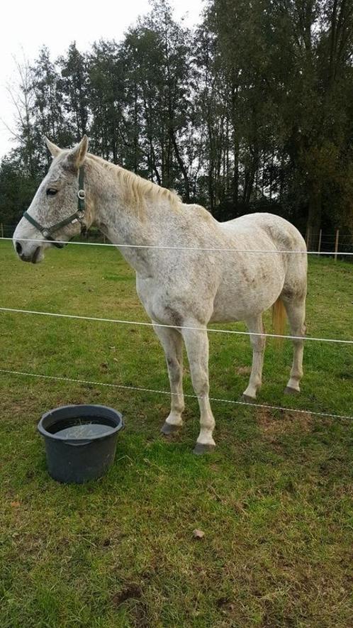 BWP Gratis Gezelschapspaard zoekt gouden thuis, Dieren en Toebehoren, Paarden, Merrie, 160 tot 165 cm, 11 jaar of ouder, Recreatiepaard