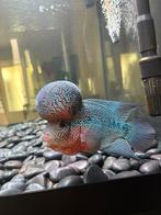Flowerhorn +-18 cm HEEL MOOI OP KLEUR EN GEZOND!!, Dieren en Toebehoren