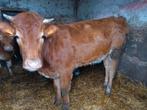 Koe te koop, Vrouwelijk, 0 tot 2 jaar