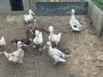 8 Hollandse Kuifeenden, Dieren en Toebehoren, Eend