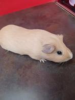 Cavia man beer, Dieren en Toebehoren, Januari, Cavia, Tam