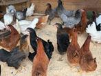 Legkippen verschillende kleuren, Dieren en Toebehoren, Pluimvee