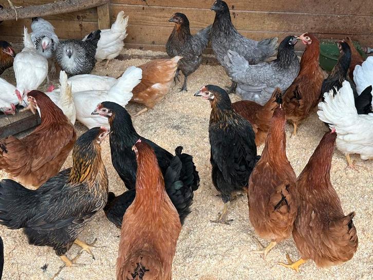 Legkippen verschillende kleuren, Dieren en Toebehoren, Pluimvee