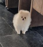 Dwergkees pomeranian pomeriaan  pup, Loulou, Chien (mâle), Belgique, 8 à 15 semaines