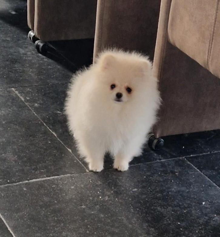 Dwergkees pomeranian pomeriaan  pup, Animaux & Accessoires, Chiens | Huskys, Loulous & Types primitifs, Chien (mâle), Loulou, Éleveur | Professionnel