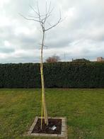 Ginkgo Biloba de 3,5 m de haut, tronc de 10 cm, Plein soleil, Autres espèces, Enlèvement, 250 à 400 cm