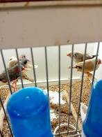 Grote zebravinken, Dieren en Toebehoren, Vogels | Overige Vogels