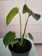 Monstera, Huis en Inrichting, Ophalen