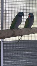 Perruche derby couple, Meerdere dieren, Parkiet, Geringd