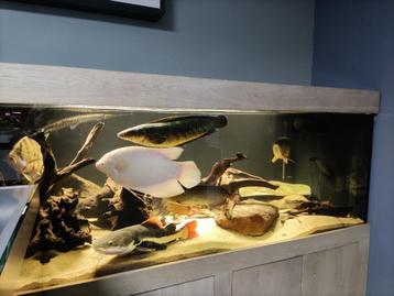 Showaquarium 210x110x90cm incl rvs frame monsterfish beschikbaar voor biedingen