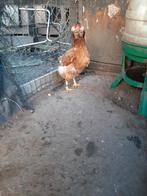 Araguna, Dieren en Toebehoren, Pluimvee