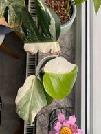 monstera deliciosa variegata stek, Huis en Inrichting, Kamerplanten, Groene kamerplant, Ophalen, In pot