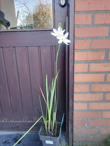 Schizostylis coccinea mrs hegarty roze kafferlelie beschikbaar voor biedingen