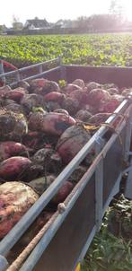 voederbieten, Zakelijke goederen, Ophalen