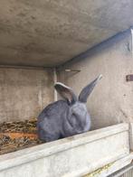 Vlamese Reus, Dieren en Toebehoren, Konijnen