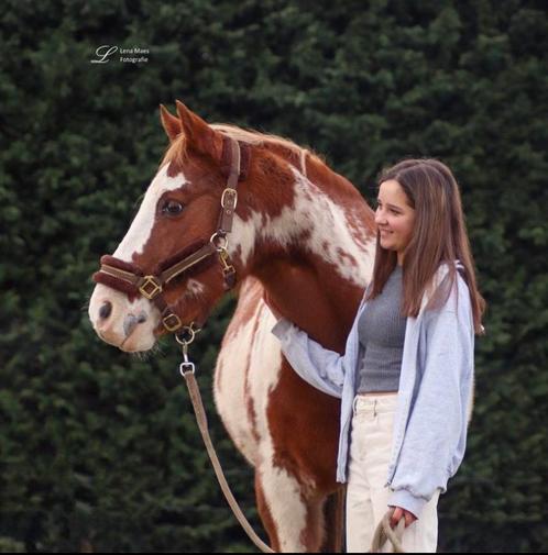 Verzorger gezocht, Animaux & Accessoires, Chevaux & Poneys | Produits de soin, Comme neuf, Enlèvement ou Envoi