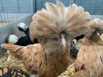 Padua / kuifhoen kippen , vele soorten ruime keuze, Dieren en Toebehoren, Pluimvee, Meerdere dieren, Kip