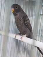 Perruche blackface-blackwing, Animaux & Accessoires, Perruche