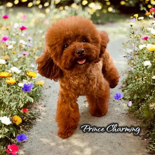 Dekreu toy poedel | 20cm | rood | volledig getest, Dieren en Toebehoren, Honden | Dekreuen, Reu, Fokker | Hobbymatig, Eén hond