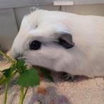 Jonge cali wit zwart .. 1 zeugje 4 beertjes, Janvier, Plusieurs animaux, Cobaye