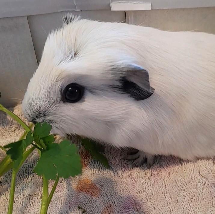 Jonge cali wit zwart .. 1 zeugje 4 beertjes, Dieren en Toebehoren, Knaagdieren, Meerdere dieren, Cavia, Januari